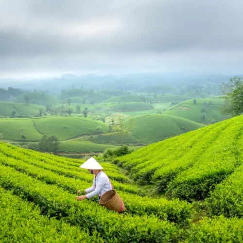 Tea 1