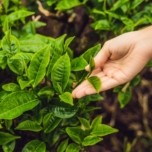 Vohra Premium Tea Category